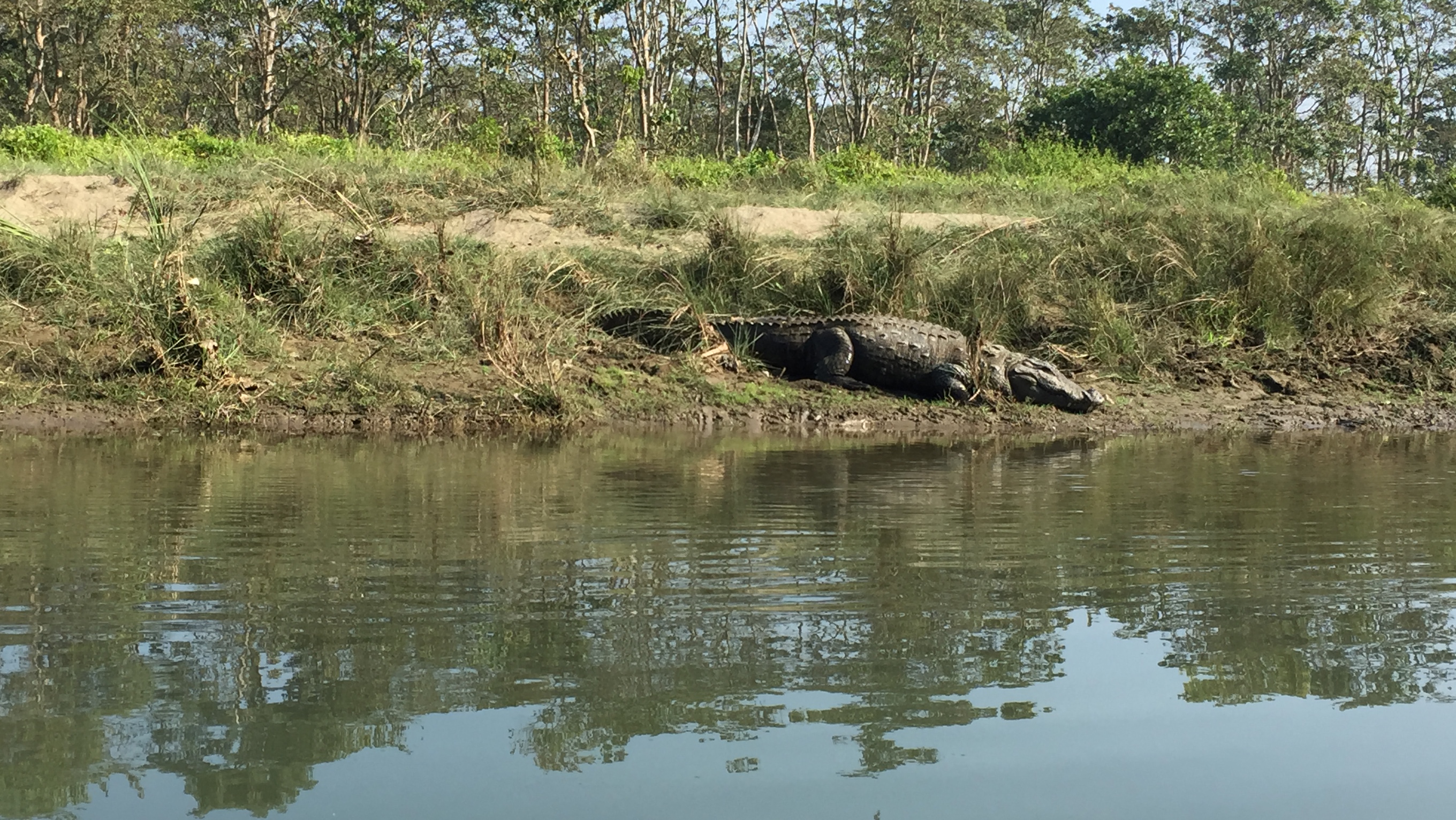 Corcodile during canoeing