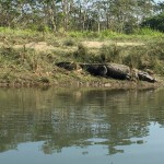 Corcodile during canoeing